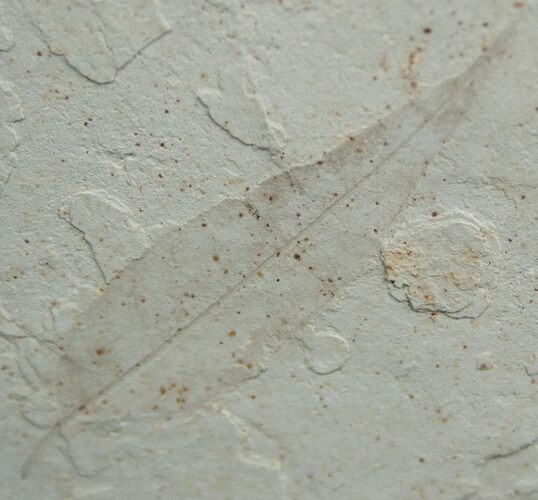 Fossil Willow Leaf - Green River Formation #2136